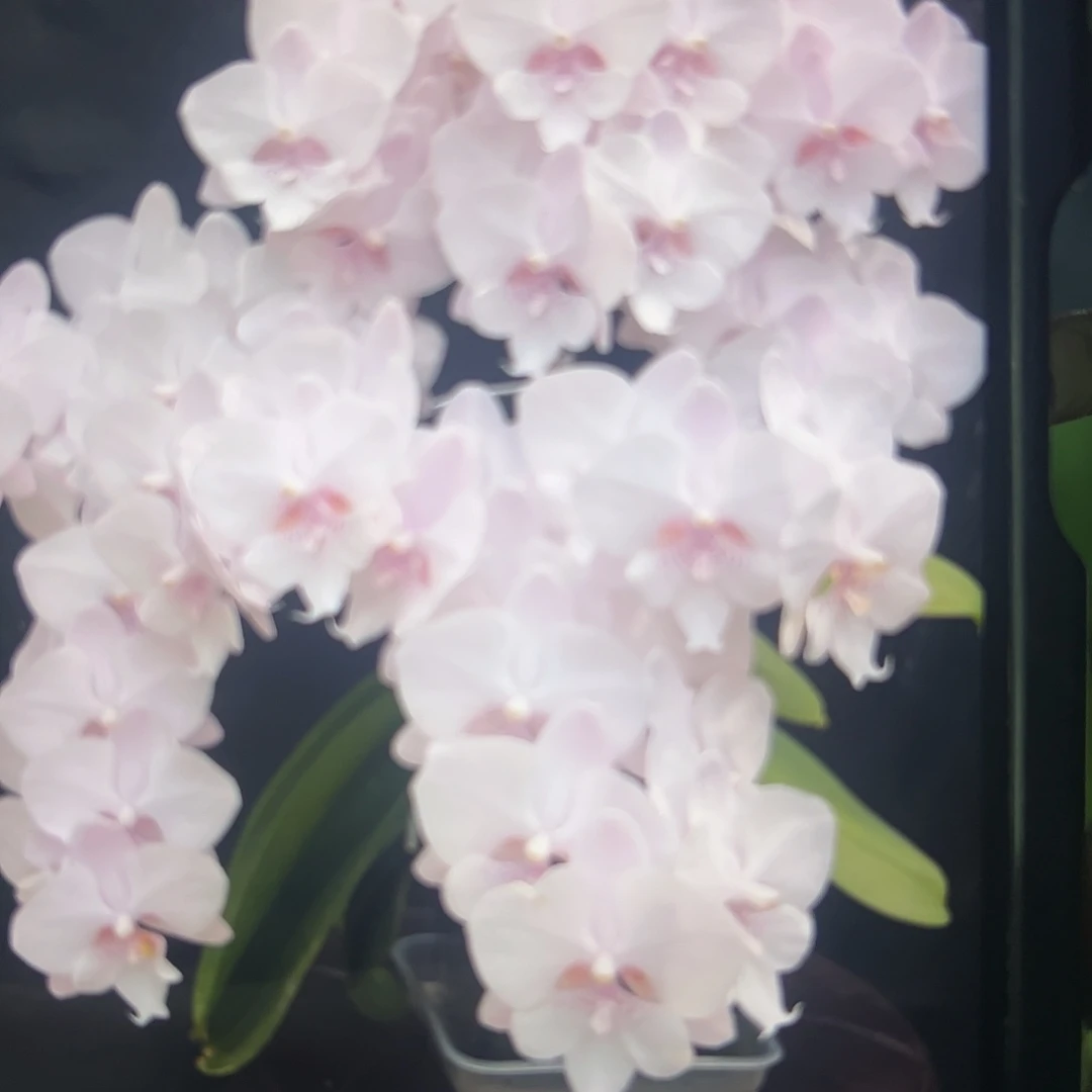 当前无花栽培后可以开花雪花2棵组合瑕疵