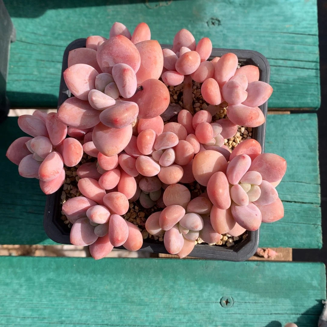 香水洛神 一颗 多头