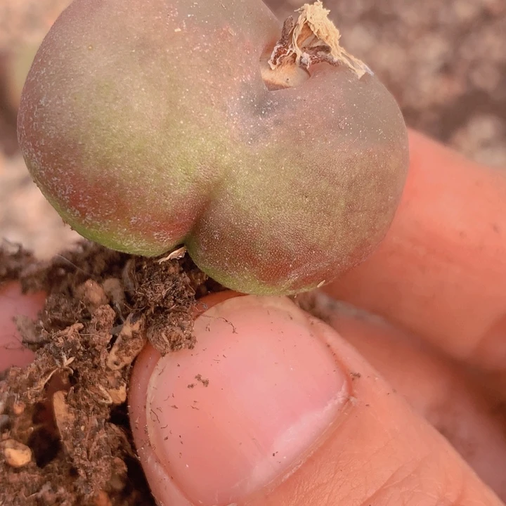 485585689699999899998