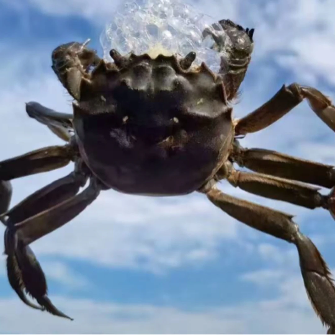 同城公蟹2斤沈阳