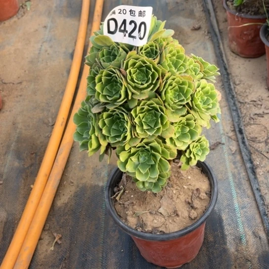 420绿羊绒不包断枝