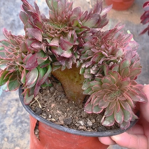 193万黄锦多肉植物