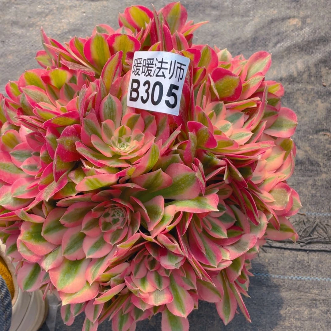 紫砂茶杯小*305初恋初恋