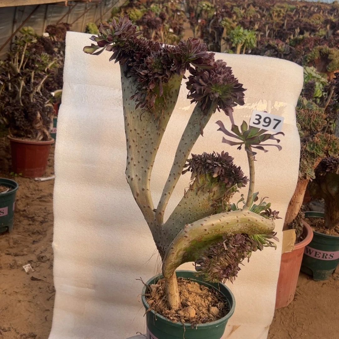 有伤黑缀397高度44厘米