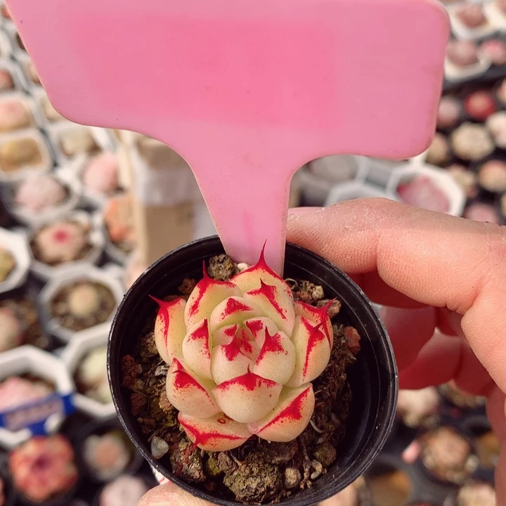 新年福利多肉3cm