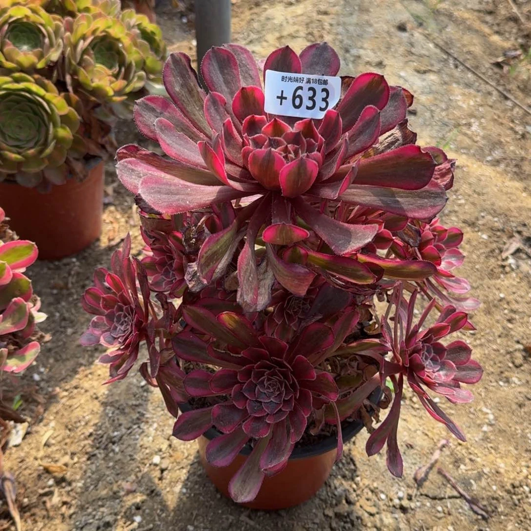 630白月光多肉植物