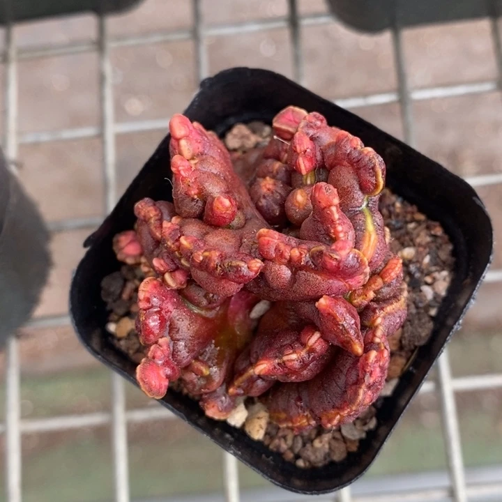 伯克利和格蕾纳等著名