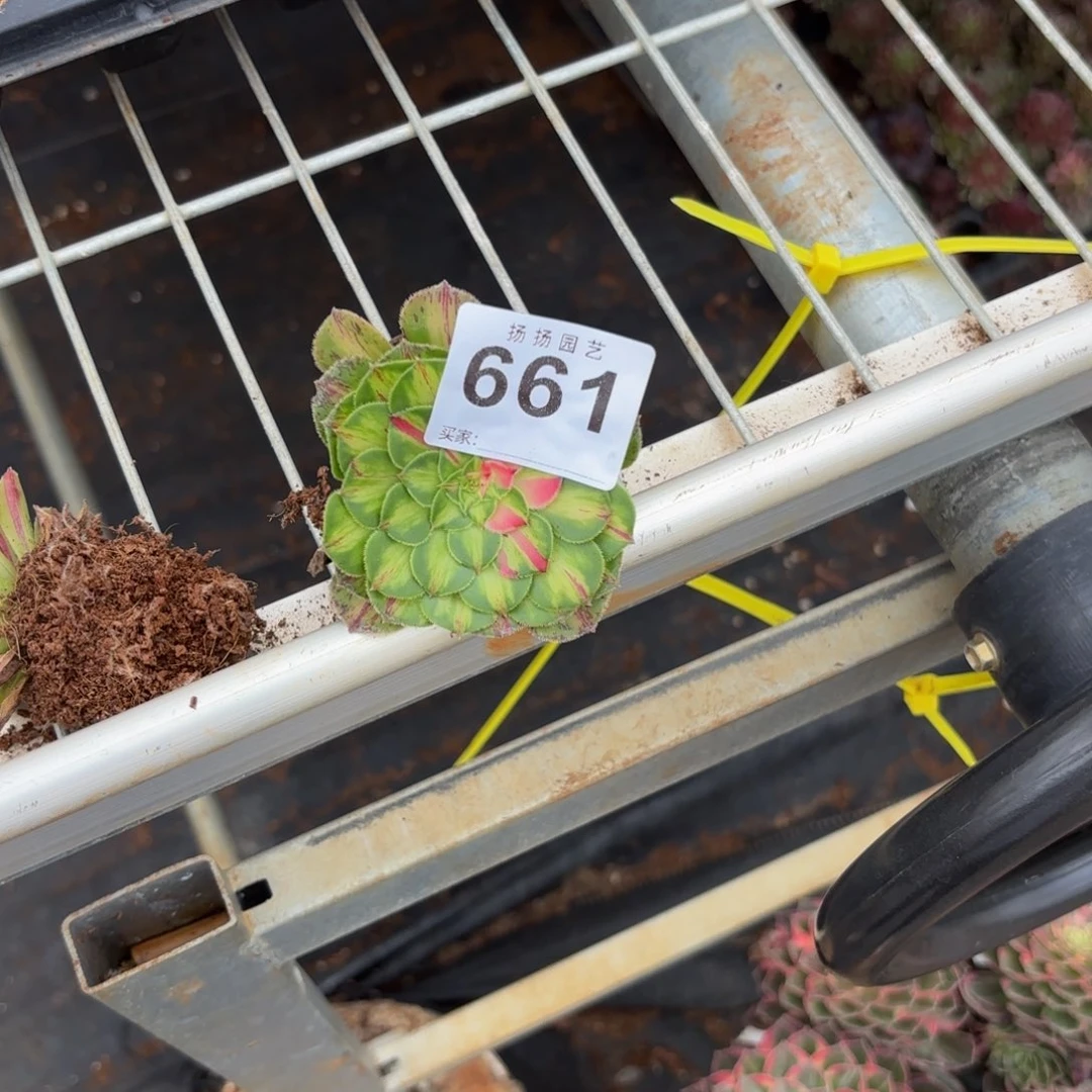 用***莉无花朵661多肉法师发货