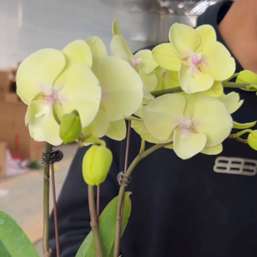蝴蝶兰——[柠檬大舌头] (全场两颗包邮只拍一颗发苗)