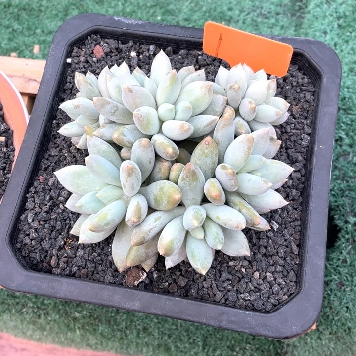 黄胖体1号码牌子的话题