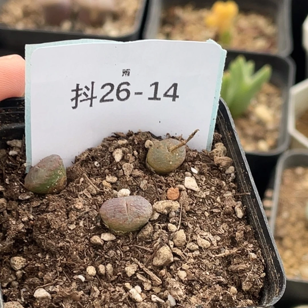是***～26-14肉锥多肉植物