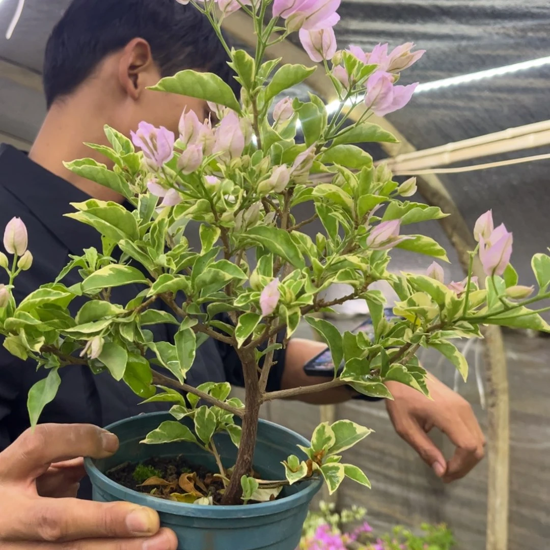 完全开放（金边苹果花）三角梅会落花落叶会光杆苗有大有小