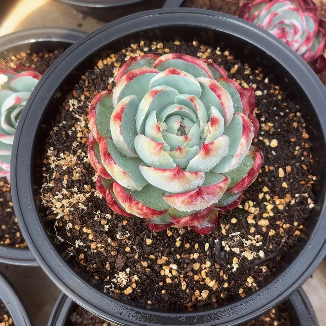 勾魂仙子好看山治