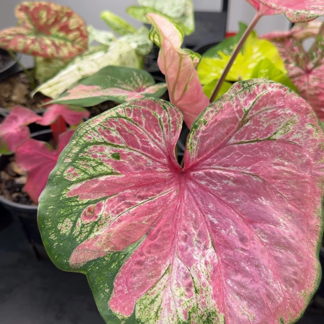 安*14-1014广东发货吉达医生