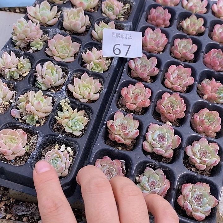67 多肉植物盆栽花卉