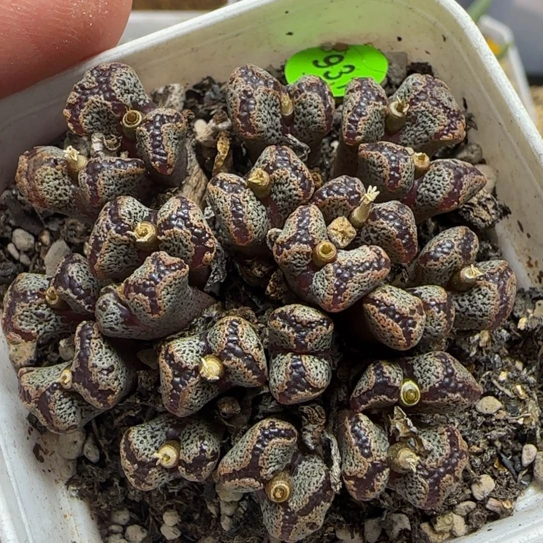 勋章群多肉植物931