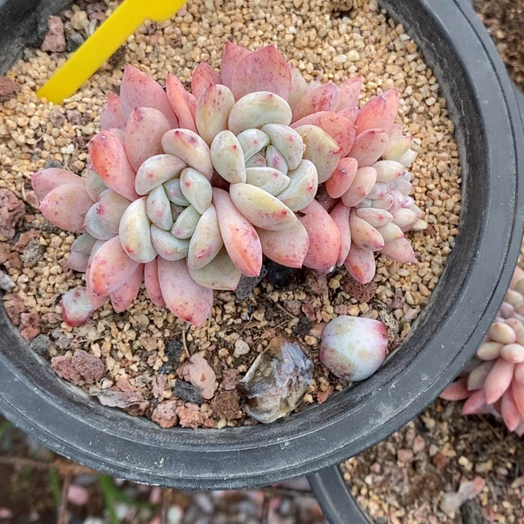 齐*12号的肉肉肉肉肉肉