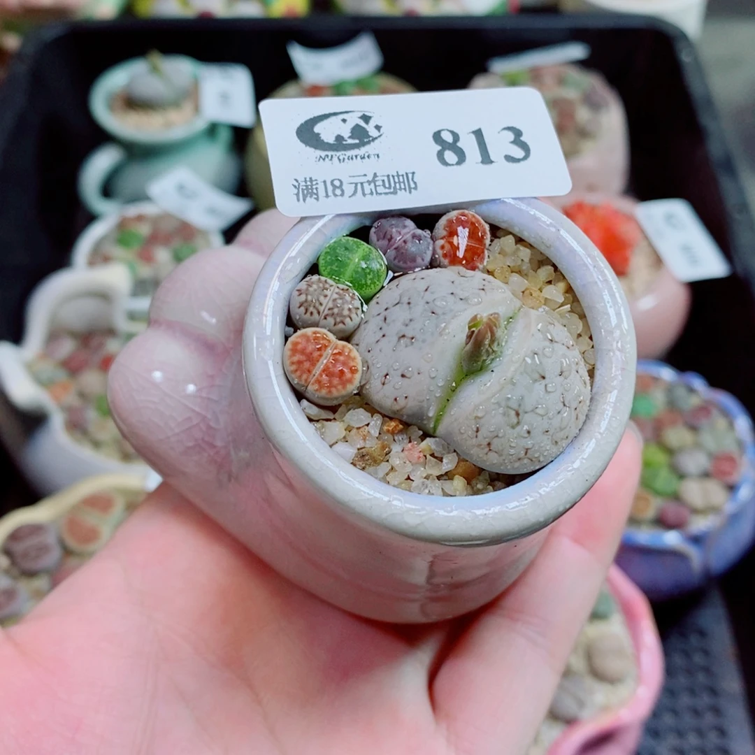 生石花花花花花813