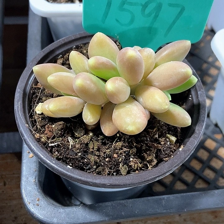 多肉植物金蟾1597