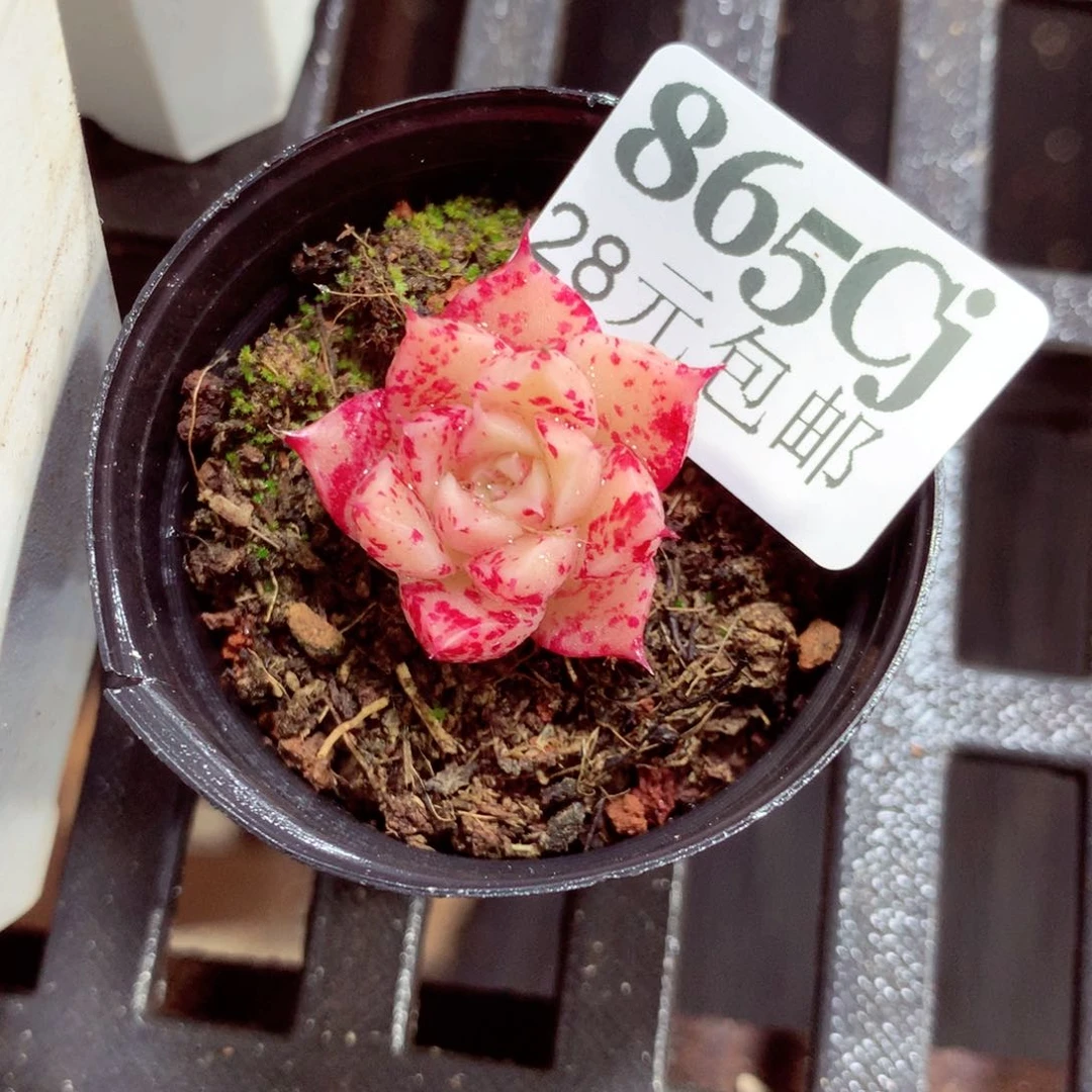 5厘米盆精控多肉865