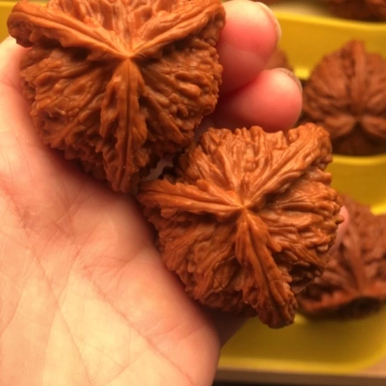 核桃核桃核桃核桃核桃