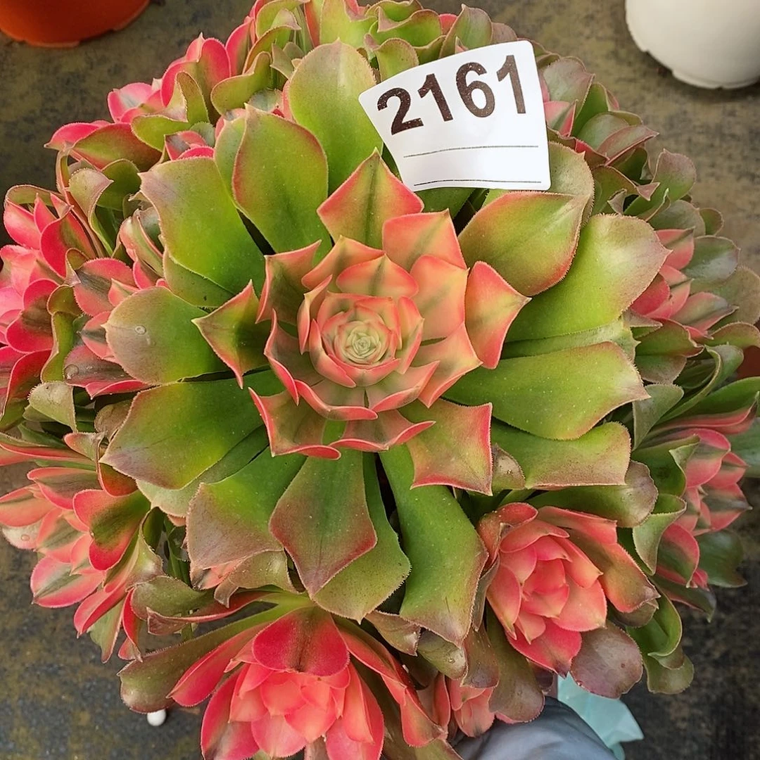 红陶2161香妃3多肉