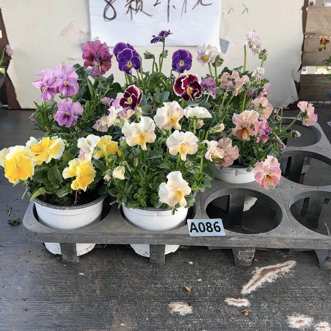 【闪购商品】086号