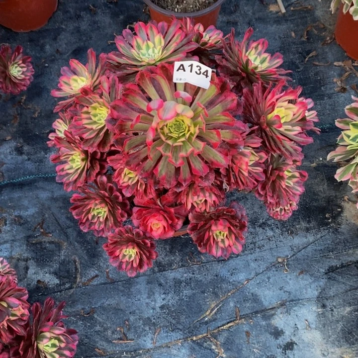 红铜白多肉植物134