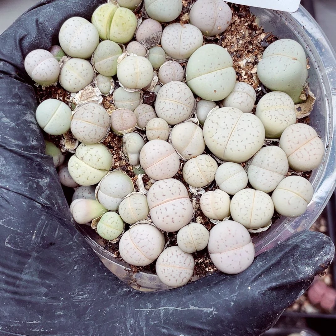 生石花满18包邮0924-174