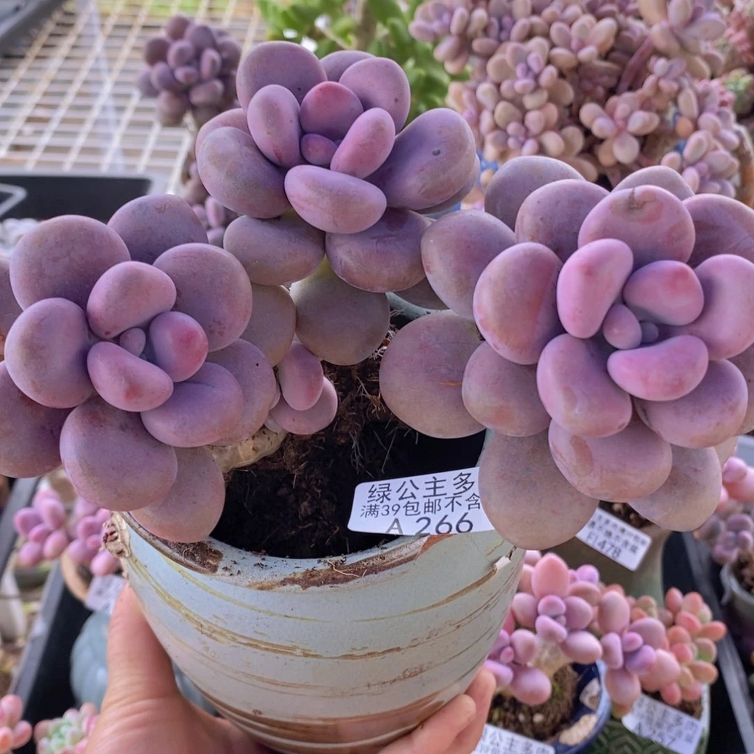 大花朵腰子桃蛋15cm266多肉植物