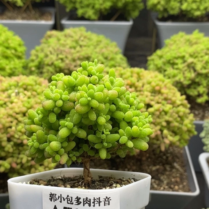 蜜橘糖球7048枝干番杏
