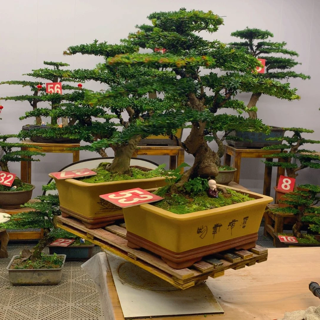 不开花植物罗汉松盆景一对 含盆包邮