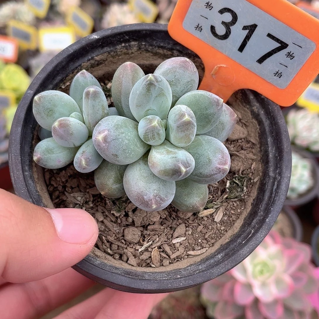 星空美人317号多肉