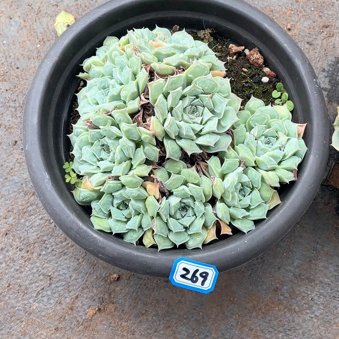 269财瘤 一物一拍多肉
