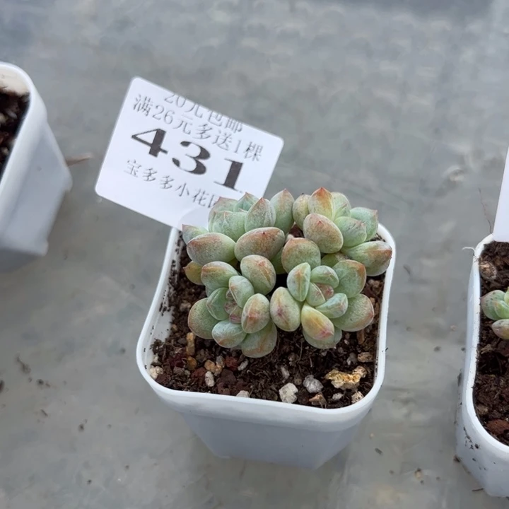 431号量拍多肉满20元包邮满26送一颗