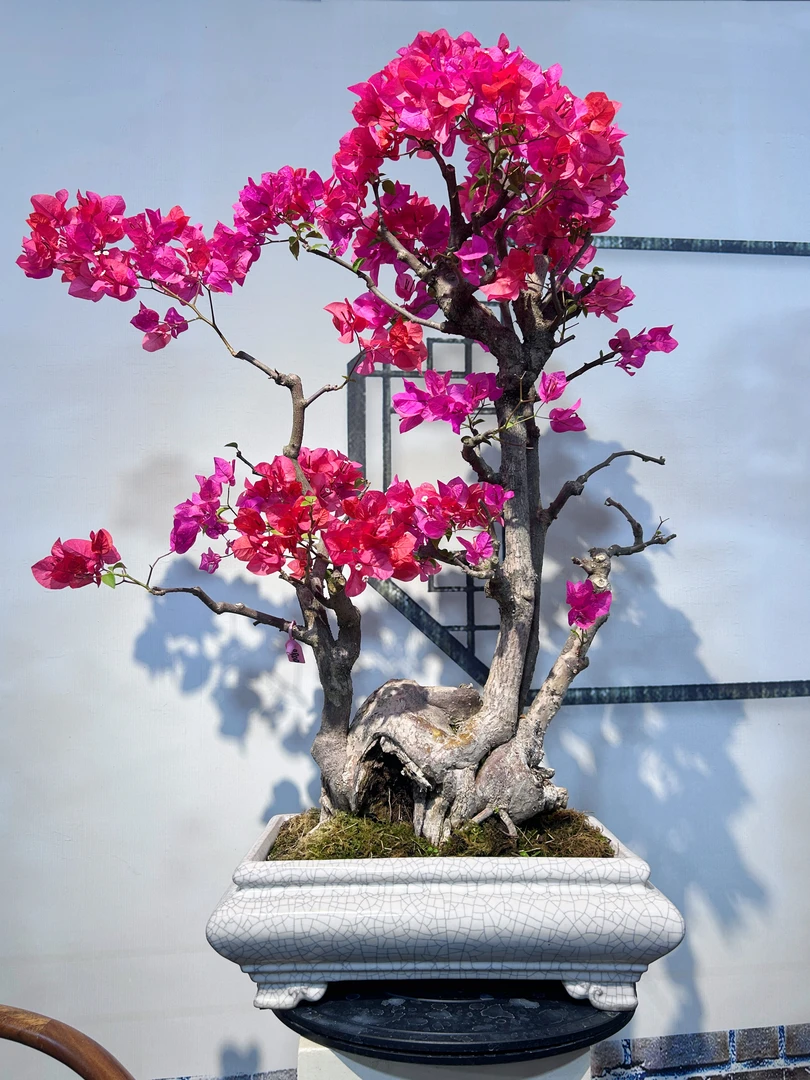 精品老桩同安红三角梅盆景阳台室内茶空间造景摆放