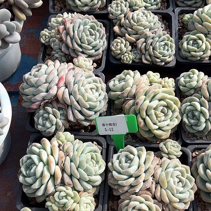 5.12冰玉一个脱土量拍