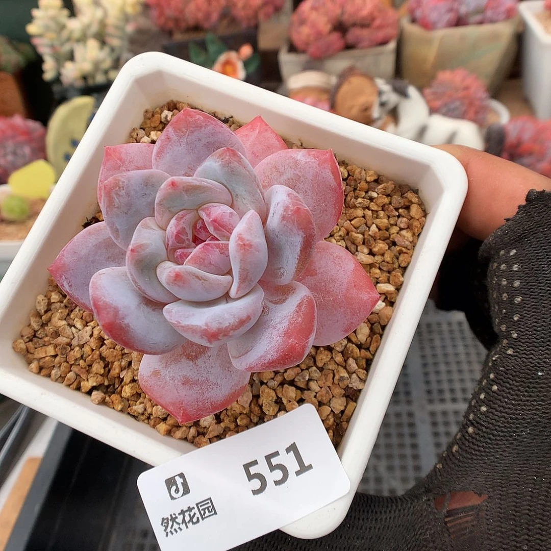 551雪天使多肉植物6666