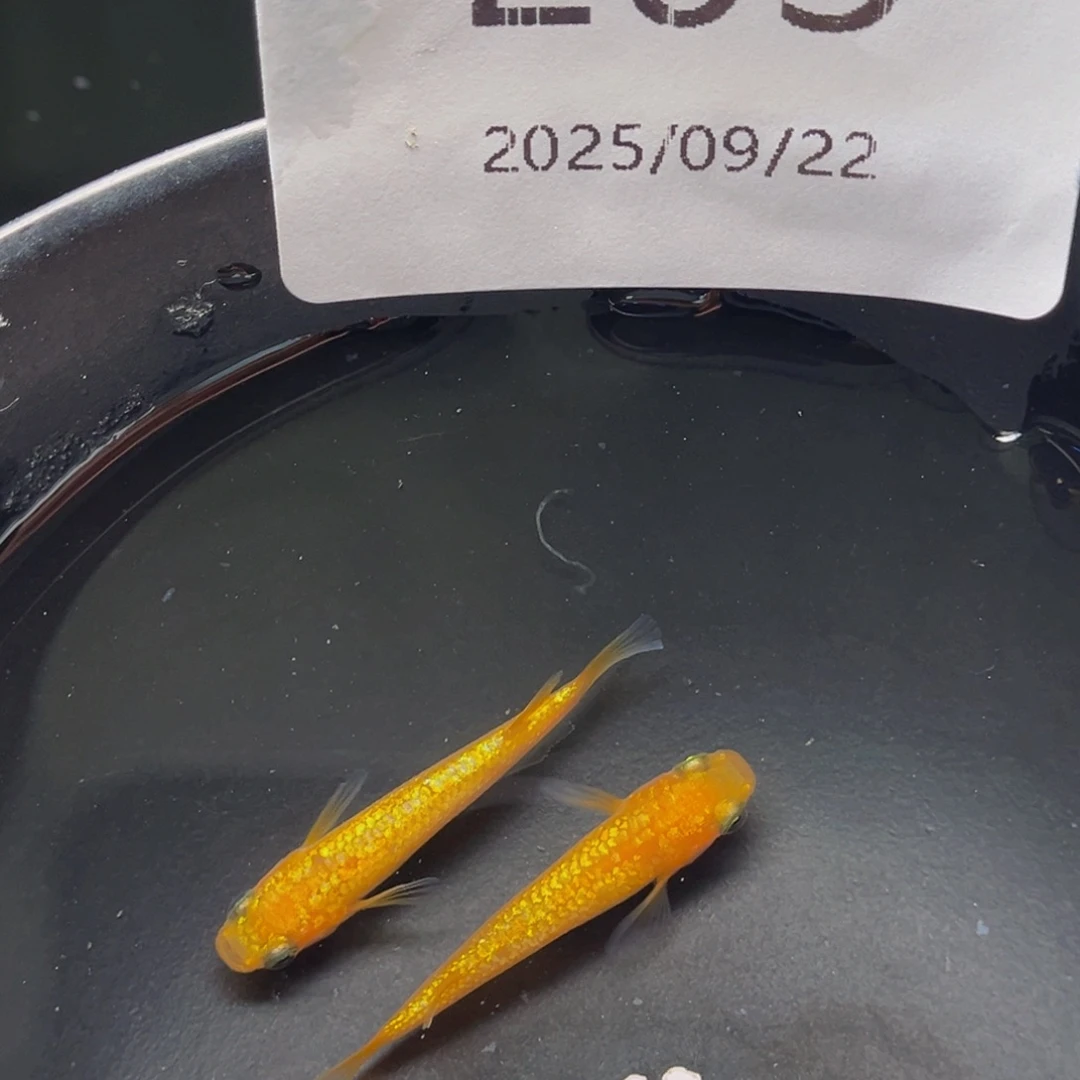 青鳉203玫瑰宝石一对