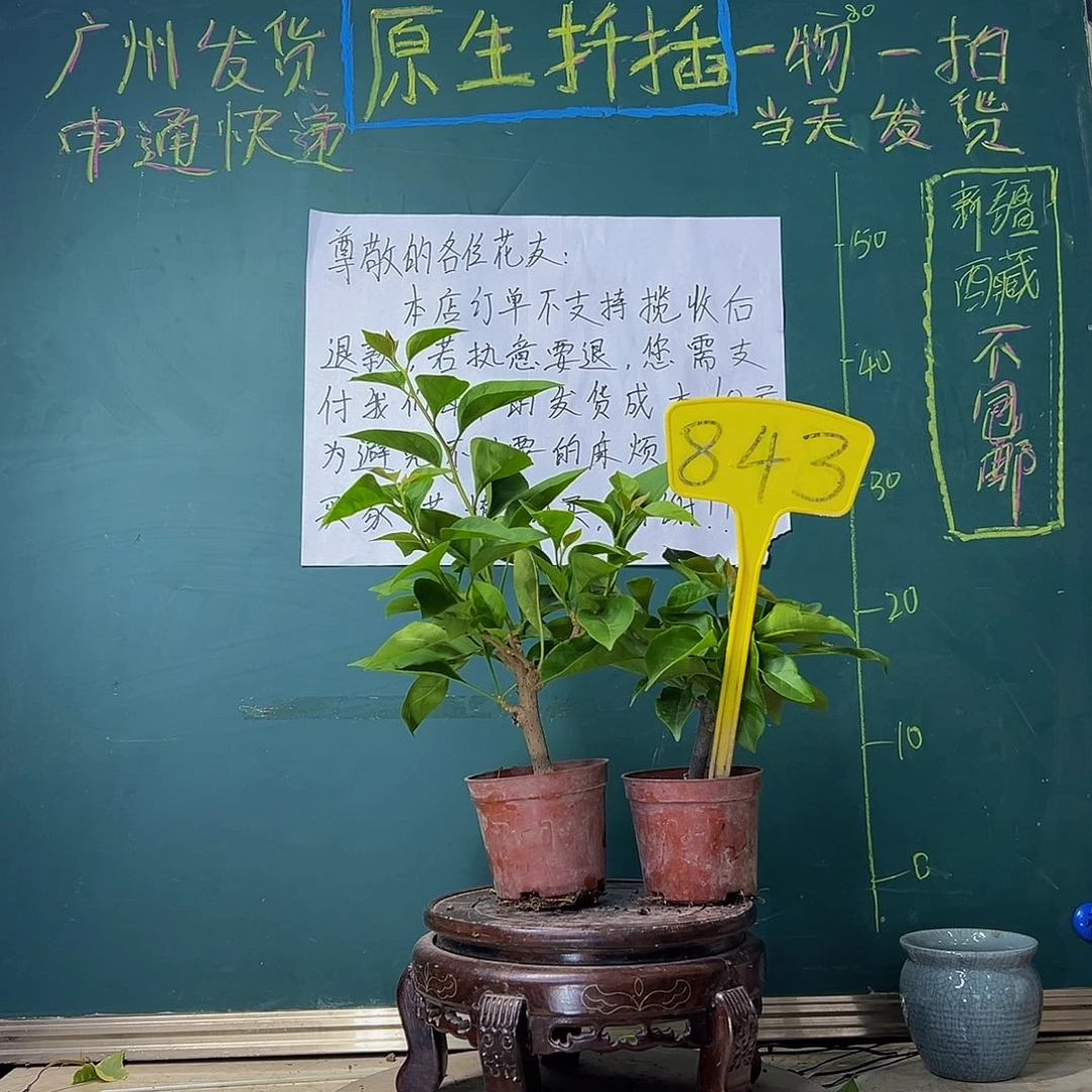 当前无花栽培后可以开花两棵盲盒掌中宝843