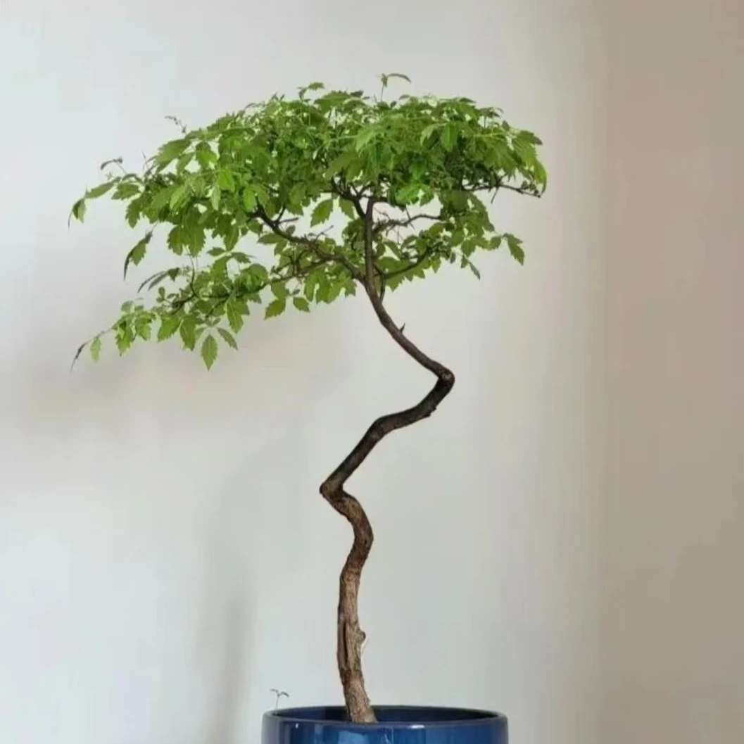 小叶黄荆老桩苗室内外造景茶几绿植飘枝盆景造型装饰