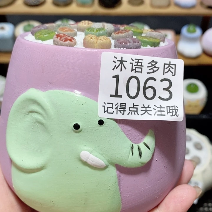 带盆土植物 精美盆栽1063