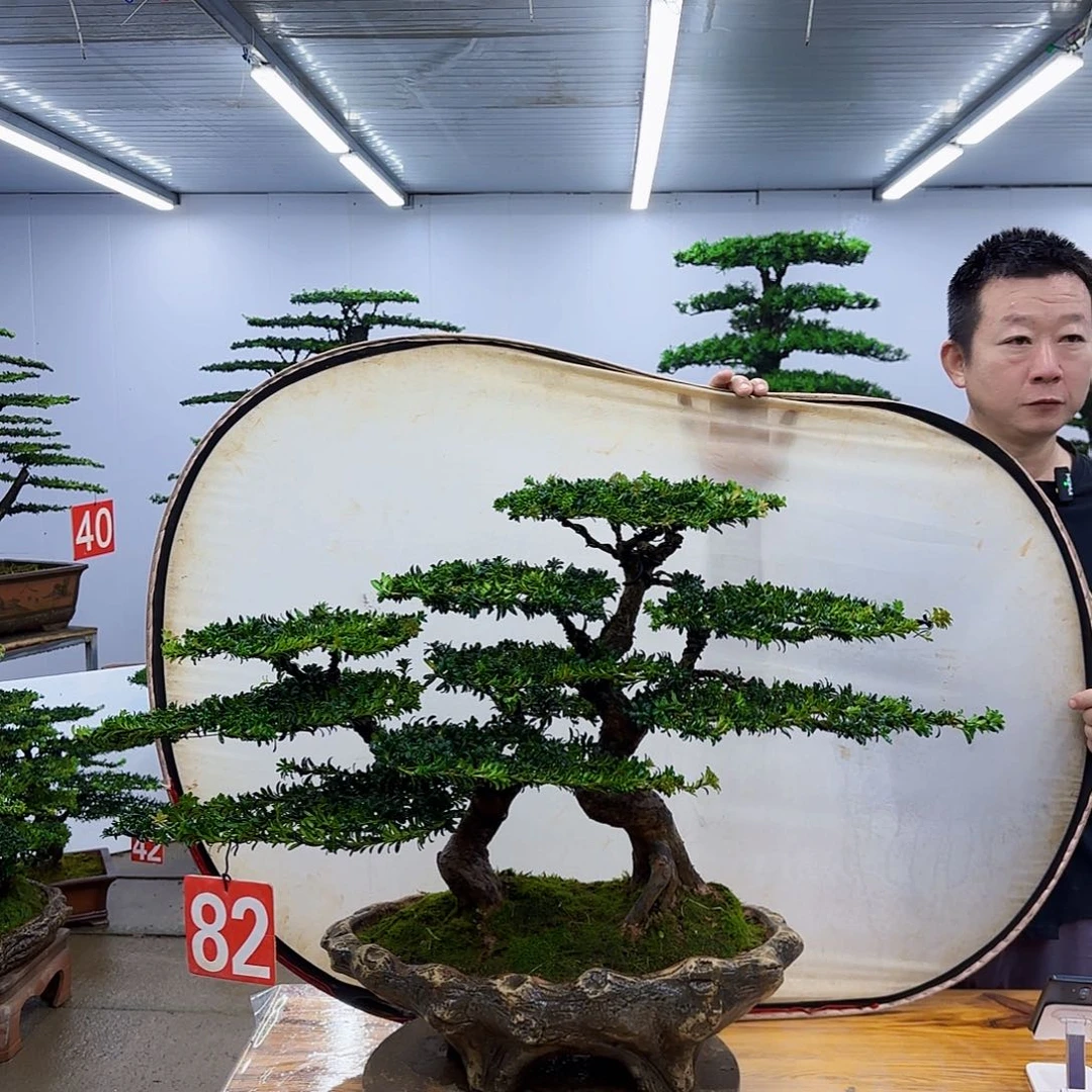 无花朵罗汉松盆景