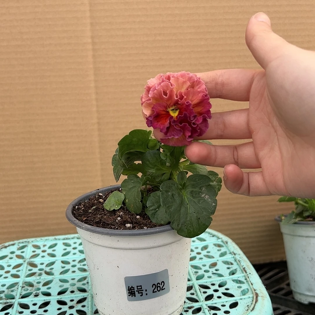 【闪购商品】完全开放262号苗小倒伏