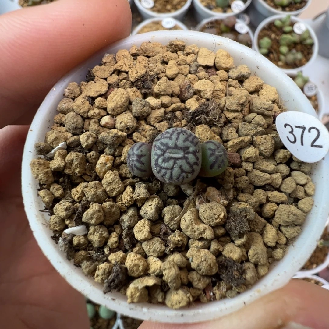 墨一颗脱土3720000