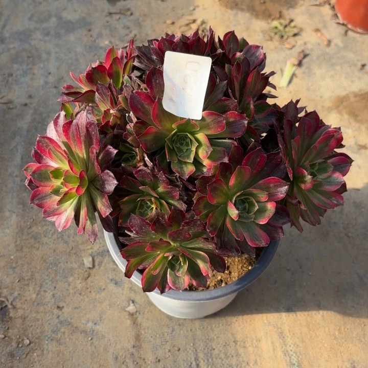 安娜锦多肉法师6430