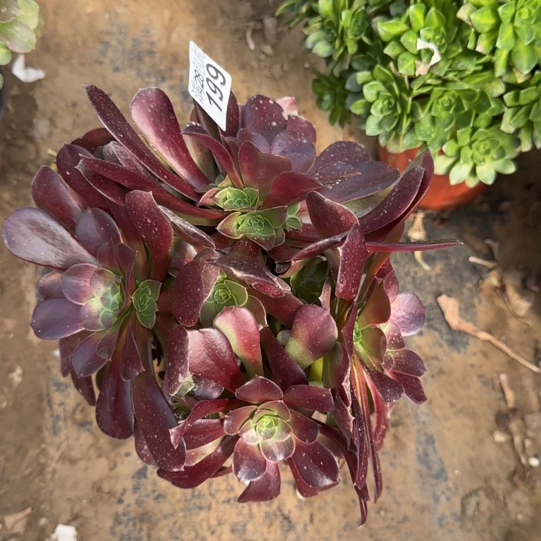 梅花博迪多肉199满28包邮断枝不包