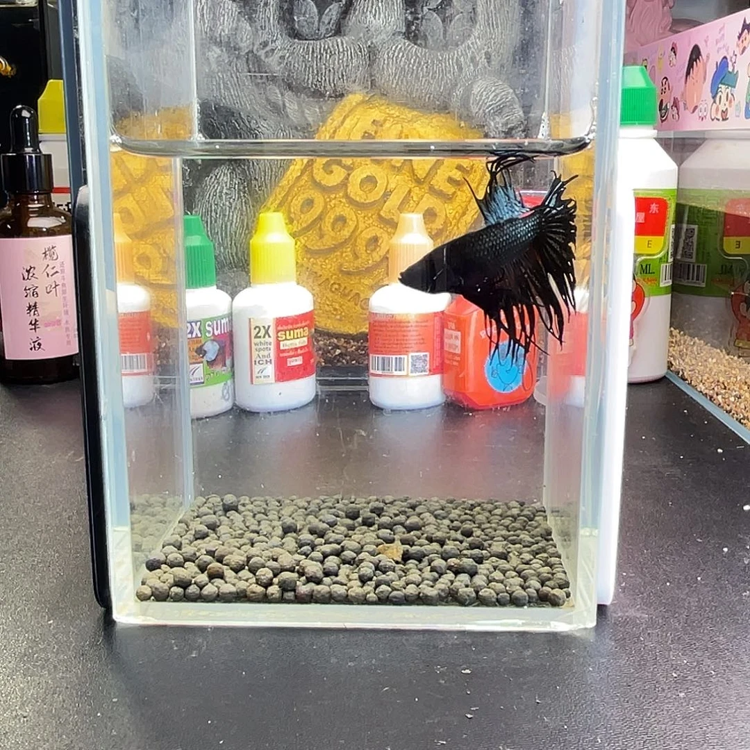 斗鱼76号1011早黑毒