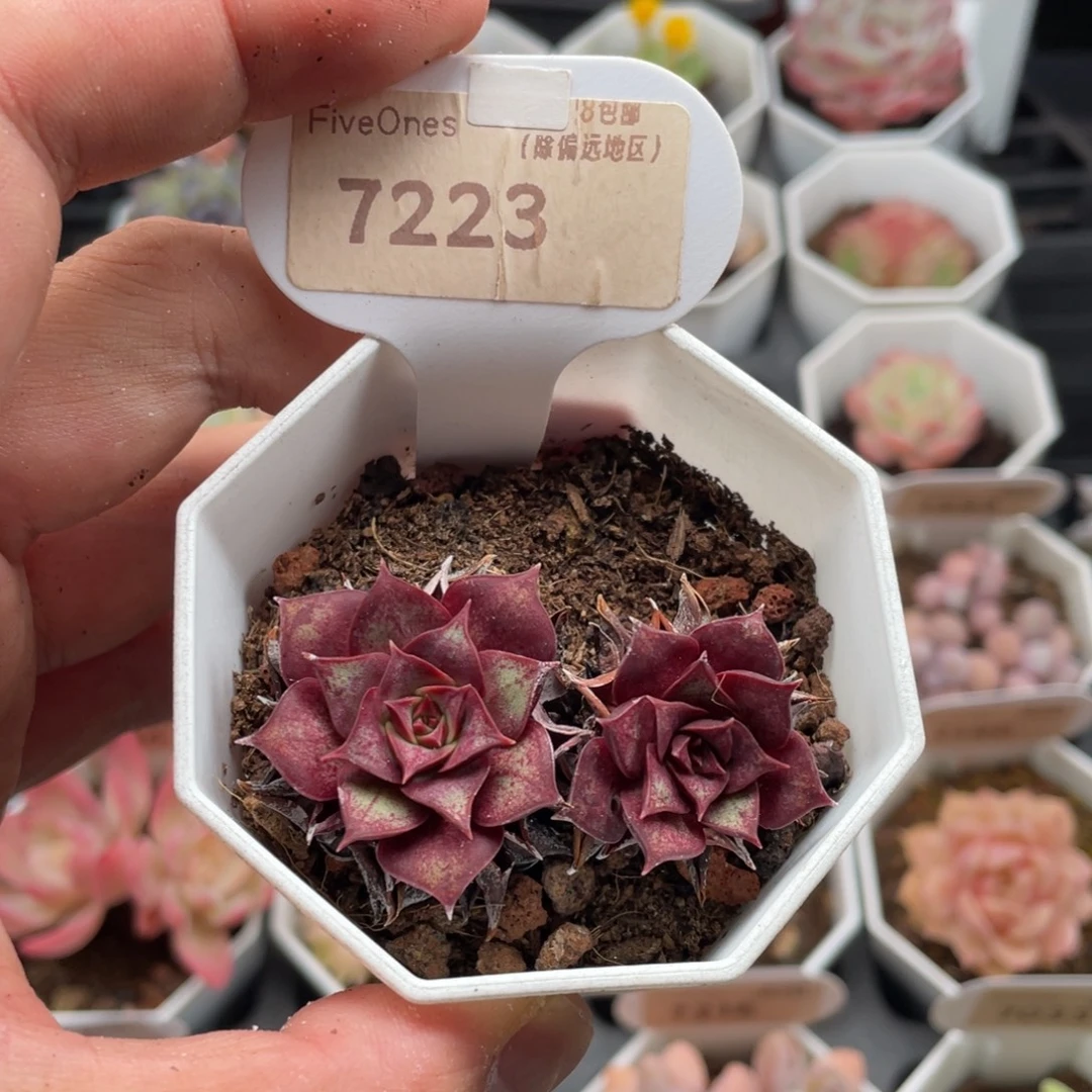 罗西玛7223-5.5厘米