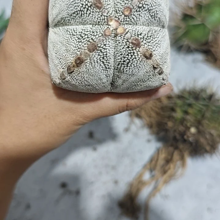 一物一拍，实生仙人球！